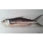 Fish Whitefish Unplug The Burr 1