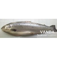 Ikan Salmon Fresh Head On
