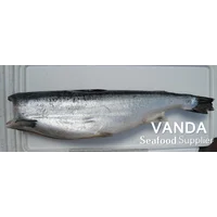 Ikan Salmon Frozen Tanpa Kepala