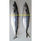 Ikan Saba (Mackerel Fish) 1