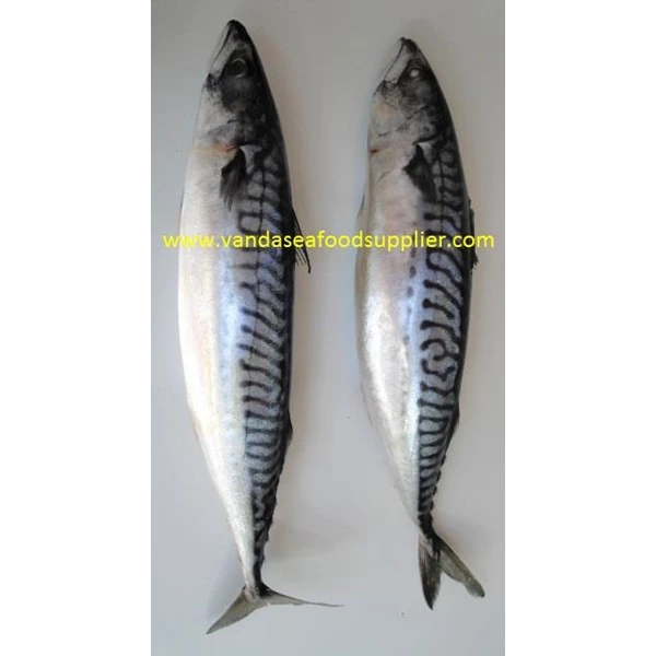 Ikan Saba (Mackerel Fish)