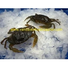 Soft Shell Crab (Kepiting Soka) 1