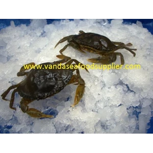 Soft Shell Crab (Kepiting Soka)