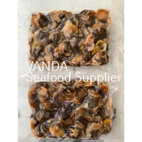 Kerang Dara Segar @ 1kg