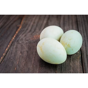 kuning telur bebek